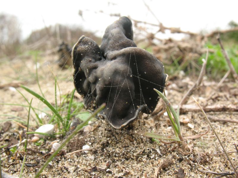 Litorale romano 03.03.07